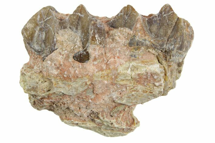 Fossil Horse (Mesohippus) Jaw Section - South Dakota #365175